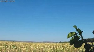 Вечерняя охота на голубя вяхиря и горлицу. МР 155- 20 калибр. Охота в Краснодарском крае 2020.