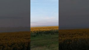 Поля подсолнухов.  Подсолнух. Солнце.