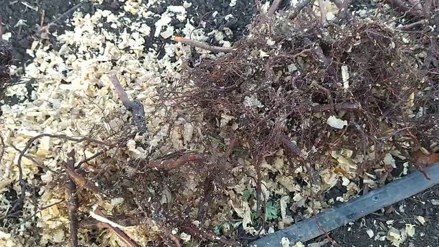 Малина Маравилла от Вадима Бардара обзор посылки и высадка саженцев