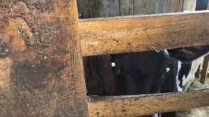 Отсадили телёнка от мамы