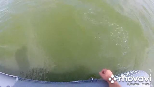 Щука MovaviClips Video 3 смотреть онлайн