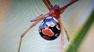 8 ядовитых пауков которые могут привести к смерти человека