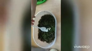 Улитки отложили яйца, что делать? Улитка ахатина. Улиточные яйца.