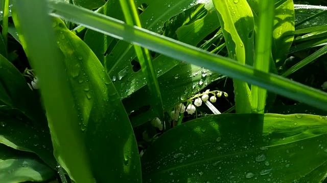 Ландыши, май, поляна ландышей, остров Олений, Вуокса смотреть онлайн