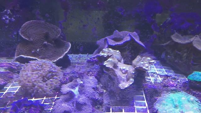 КАЛИПСО АКВА смотреть онлайн