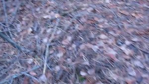 Зеленушка, рядовка зеленая.