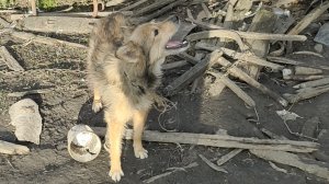 Пёс Букет запутался в досках