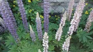 ЛЮПИН - ПРЕКРАСНЫЙ СИДЕРАТ  И КРАСИВЫЙ НЕПРИХОТЛИВЫЙ ЦВЕТОК. Видео Ольги Черновой.