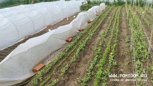 РАССАДА ВЯНЕТ И плачет? Утешьте её! С этим забытым средством 100% всё ПРИЖИВЁТСЯ БЕЗ ПОТЕРЬ Поделис