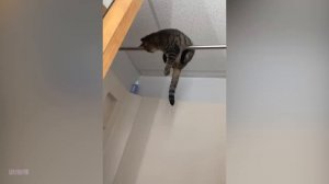 Приколы животные. Коты,собаки