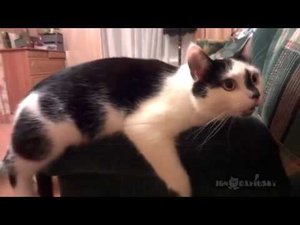 Funny.  Angry.  Cute.