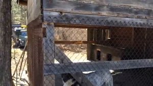 Напуганные тиграми собаки