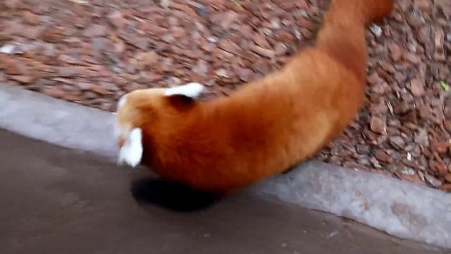 Красные панды. Сингапур. Куся и Мотя смотреть онлайн