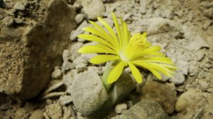 Южная Африка. Пустыня Карру. Литопсы – удивительные растения похожие на камни.