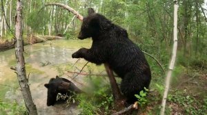 Медведи дереволоматели.