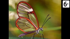 Удивительные соседи. Стеклянная бабочка