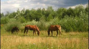 кони привередливые
