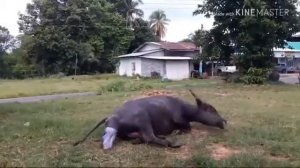 как корова рожает где-то там смотрите пожалуйста Не забудьте подписаться когда