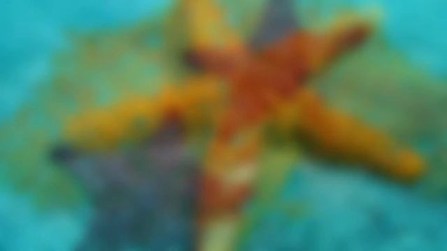 #6 Морские звёзды / Starfish смотреть онлайн