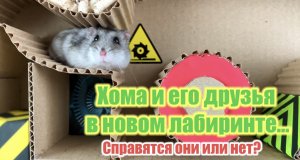 ?Лабиринт для хомячков. Много ловушек ? Справиться или нет? ?