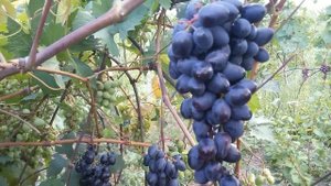 Сорт винограда Эфиоп