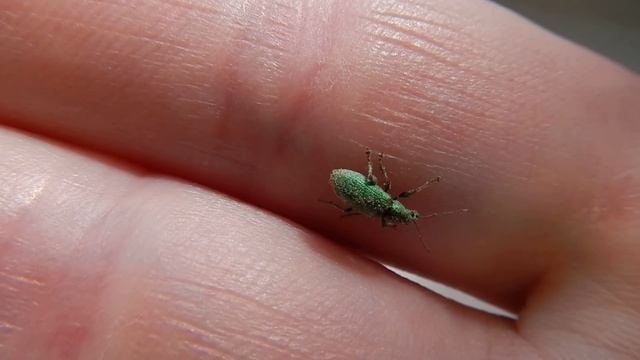Долгоносик Зелёный Листовой Curculionidae Polydrusus formosus смотреть онлайн