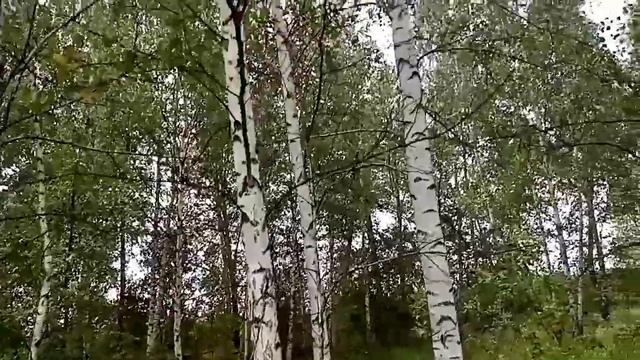 329?Приглашаю желающих на тихую охоту за царским грибом???? смотреть онлайн