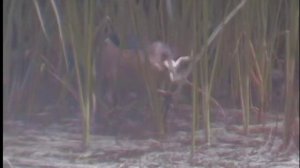 Птица ест лягушку. Возможно это Малая Цапля.