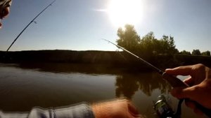 Чехонь на спиннинг. р. Ахтуба, пос. Селитренное.