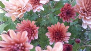 Хризантема мультифлора сорт Брансаунд салмон