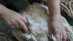 Как собрать пух с гуся не перо ?