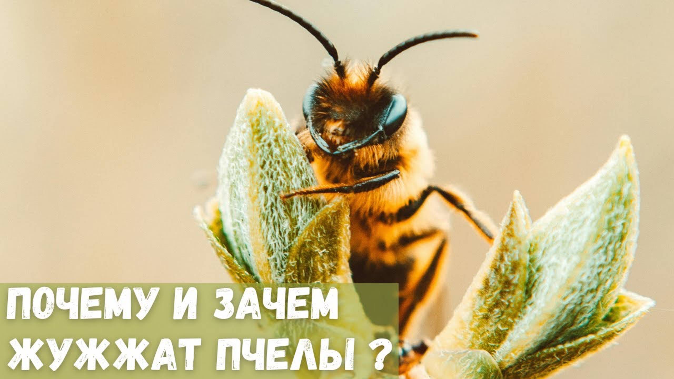 Почему и зачем жужжат пчелы?