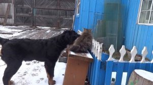 Бернский зенненхунд щенок Юфин играет с котом "тычком берна"