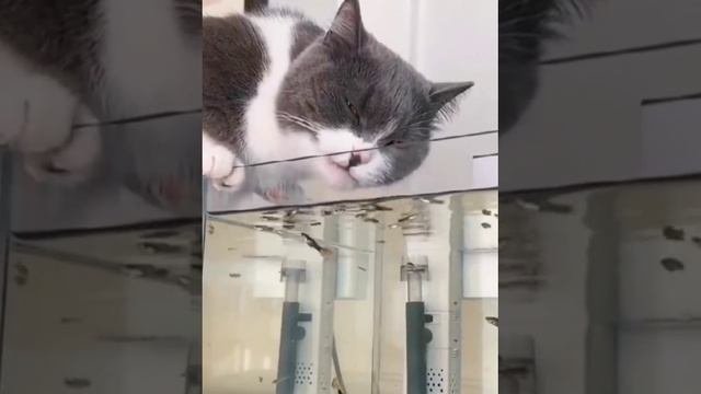 котики ?