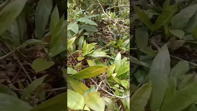 Nature Habitat Coelogyne Pandurata Orchids #shorts #shortvideo #orchids#ytshorts #anggrekdendrobium