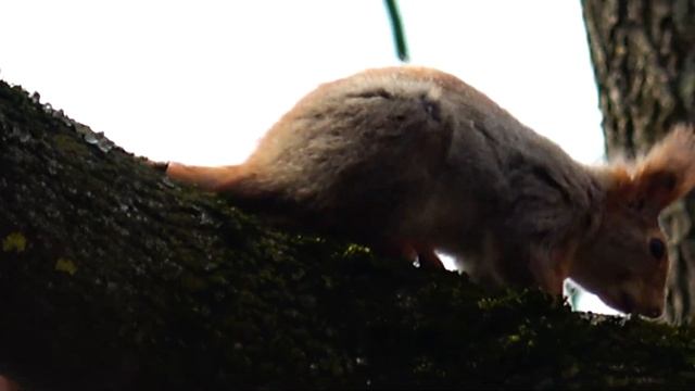Белка/городской парк/музыка релакс/парк горького Минск/центральный парк в Минске смотреть онлайн