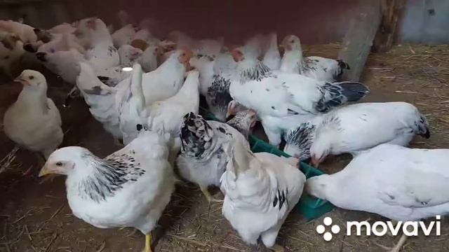 Поилка для моих цыплят из  бутылки, баклажки за 5 минут? Легко! Не надо мужа просить!