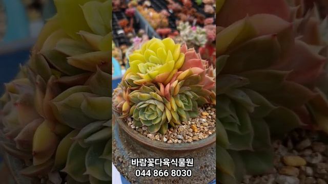 온슬로우금 군생~ #온슬로우 #다육이금 #다육이 #echeveria #succulent #variegated