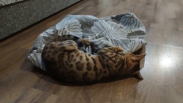 Бенгальская кошка Миля игриво качается на спине