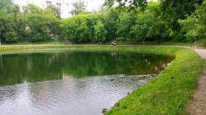 Семейство уточек в пруду у стен Новоспасского монастыря. 06-2022