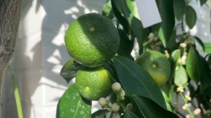 Март 2021 | Цветёт калла эфиопская | Цитрусы на лоджии