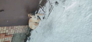 стрим