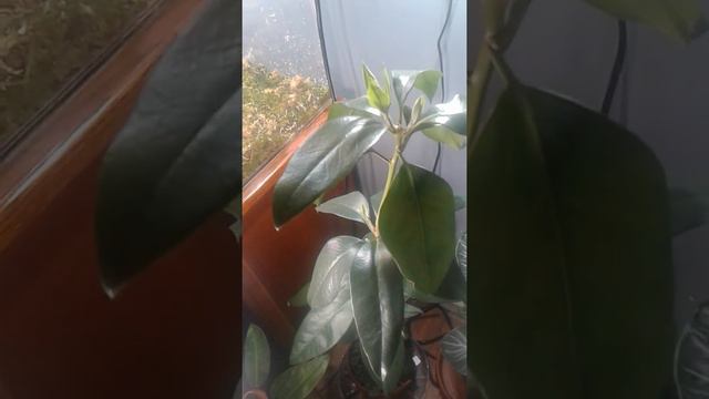 vireya rhododendron смотреть онлайн