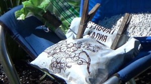 Тюльпаны, нарциссы, мускари - УХОД после цветения?