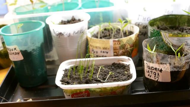 ОБЯЗАТЕЛЬНО ПОСАДИТЕ ТАКОЙ ВКУСНЫЙ ЛУК ДЖУСАЙ КИТАЙСКИЙ ЛУК смотреть онлайн