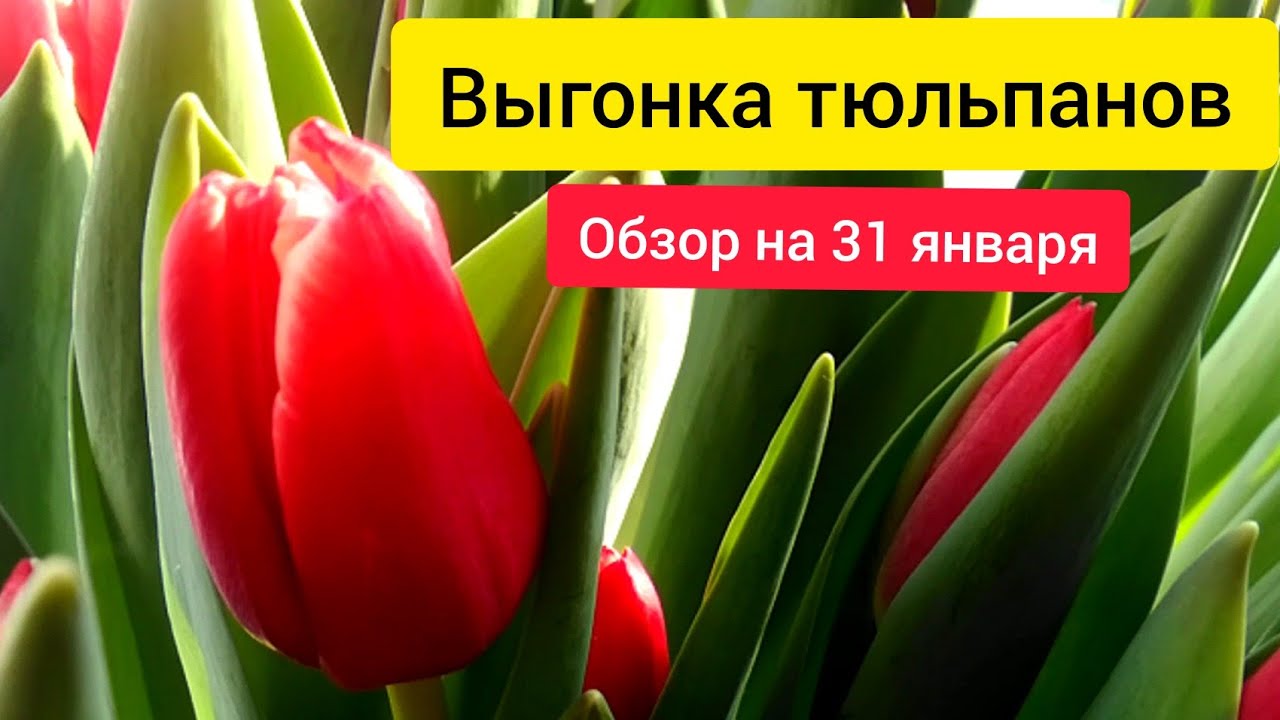 ⚫Выгонка тюльпанов к 14 февраля и 8 марта | Обзор на 31 января