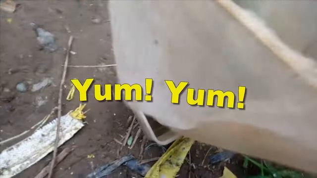 Daphnia Magna смотреть онлайн