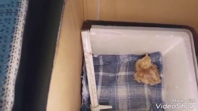 Как выводят цыплят в домашнем инкубаторе. смотреть онлайн
