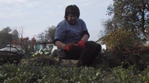 Лучшие сорта моркови  2020.  Обзор урожая моркови.