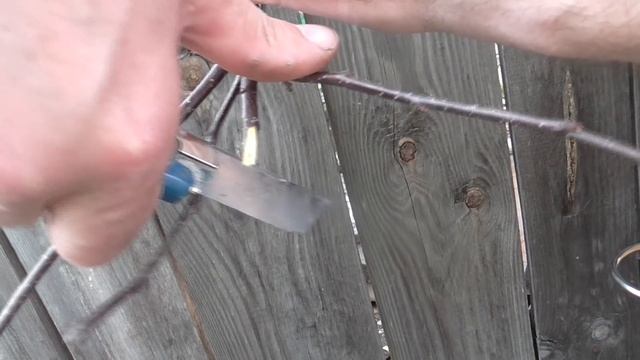 Эксперименты по прививке груши смотреть онлайн